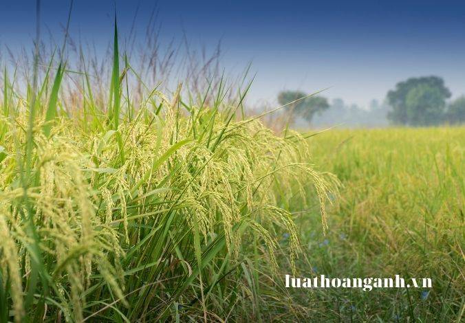 Hộ gia đình, cá nhân trực tiếp sản xuất nông nghiệp được xác nhận như thế nào?