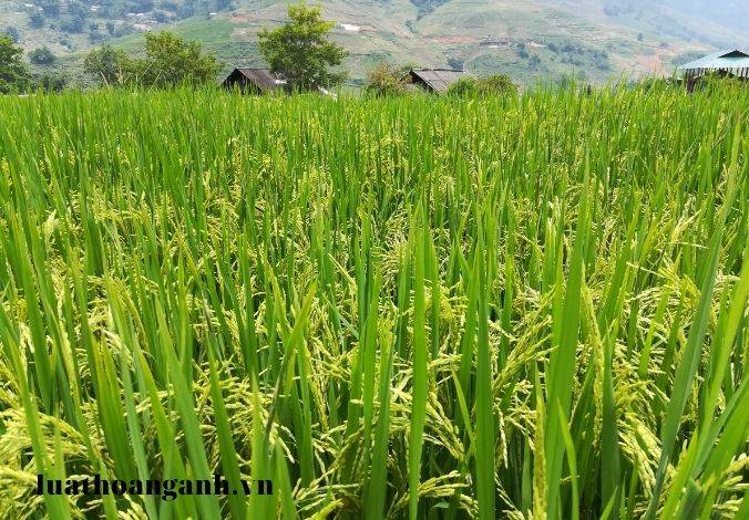 Thuế sử dụng đất nông nghiệp là gì? Chủ thể nào có nghĩa vụ nộp thuế sử dụng đất nông nghiệp?