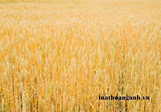 Quy định thế nào về việc tổ chức thu, nộp thuế sử dụng đất nông nghiệp?