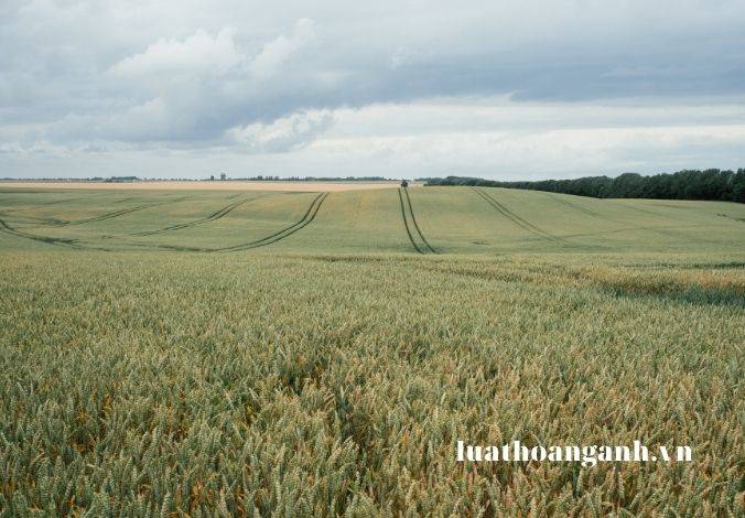 Thẩm định báo cáo đánh giá tác động môi trường được quy định như thế nào? (Phần 2)