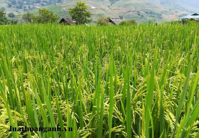 Quyền và nghĩa vụ của tổ chức, cá nhân được cấp Giấy phép nhận chìm ở biển là gì?